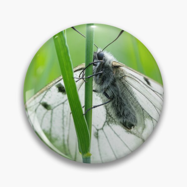 Item preview, A clouded Apollo butterfly resting in a meadow designed and sold by Stefan Rotter.