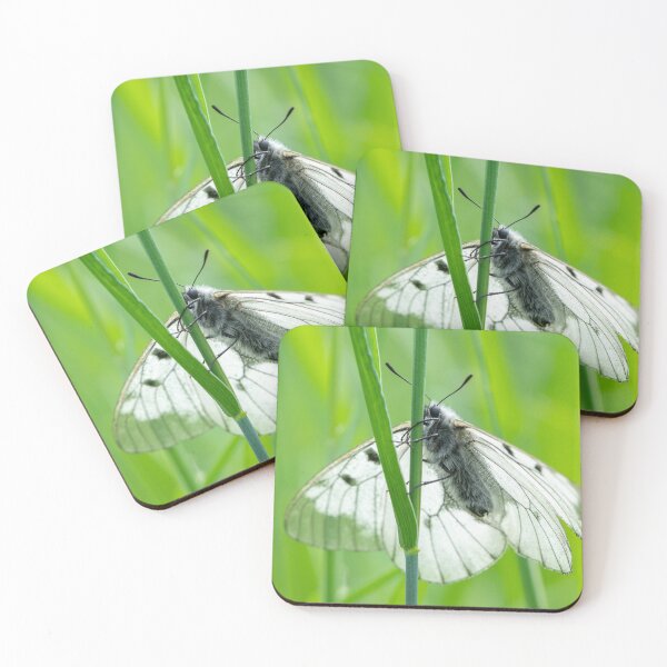 Item preview, A clouded Apollo butterfly resting in a meadow designed and sold by Stefan Rotter.