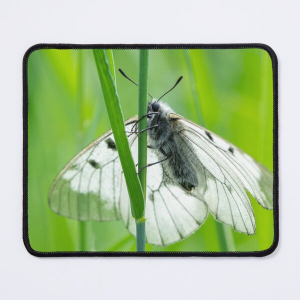 Item preview, A clouded Apollo butterfly resting in a meadow designed and sold by Stefan Rotter.