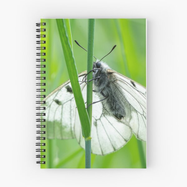 Item preview, A clouded Apollo butterfly resting in a meadow designed and sold by Stefan Rotter.