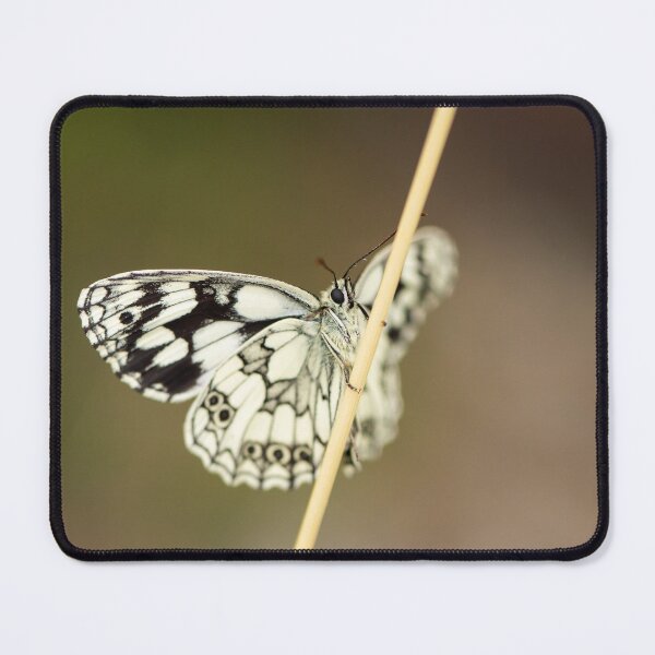 Item preview, A marbled white butterfly resting on a straw designed and sold by Stefan Rotter.