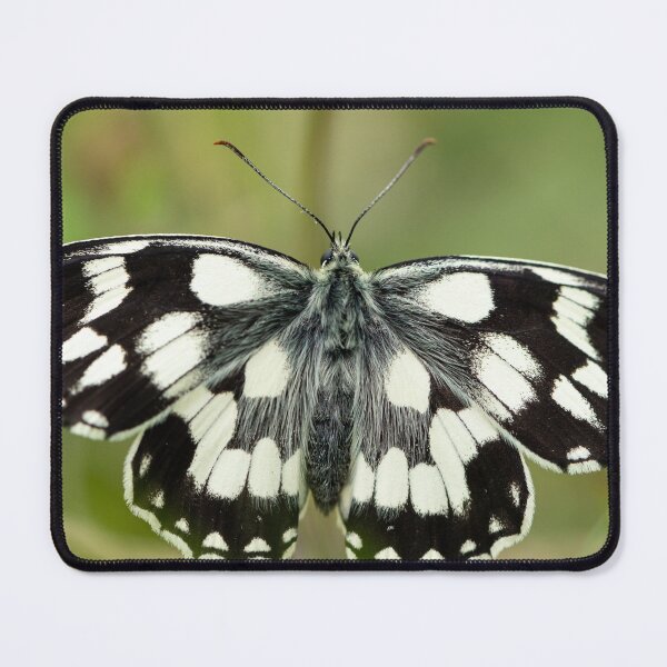Item preview, A marbled white butterfly resting on a straw designed and sold by Stefan Rotter.