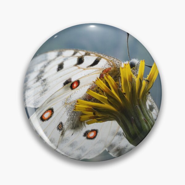 Item preview, A mountain apollo resting on a yellow flower designed and sold by Stefan Rotter.