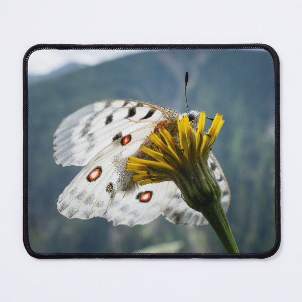 Item preview, A mountain apollo resting on a yellow flower designed and sold by Stefan Rotter.