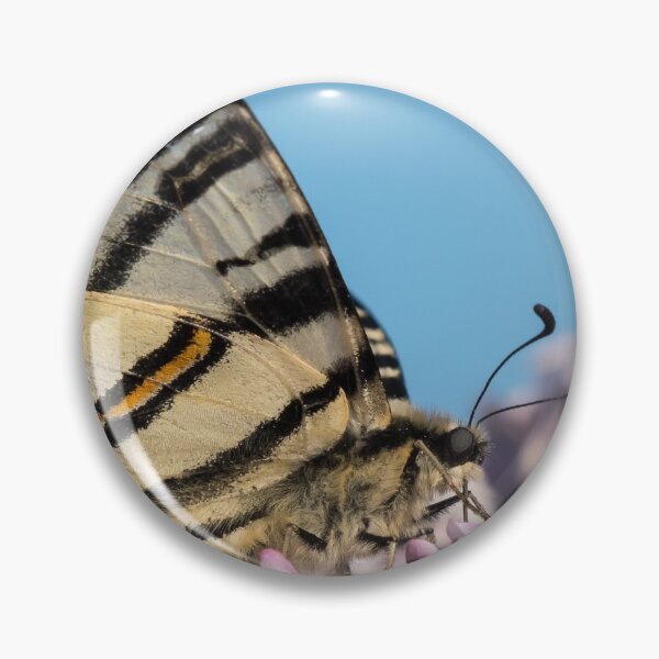 Item preview, Scarce swallowtail feeding on blossoms of lilac designed and sold by Stefan Rotter.