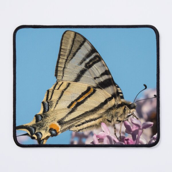 Item preview, Scarce swallowtail feeding on blossoms of lilac designed and sold by Stefan Rotter.