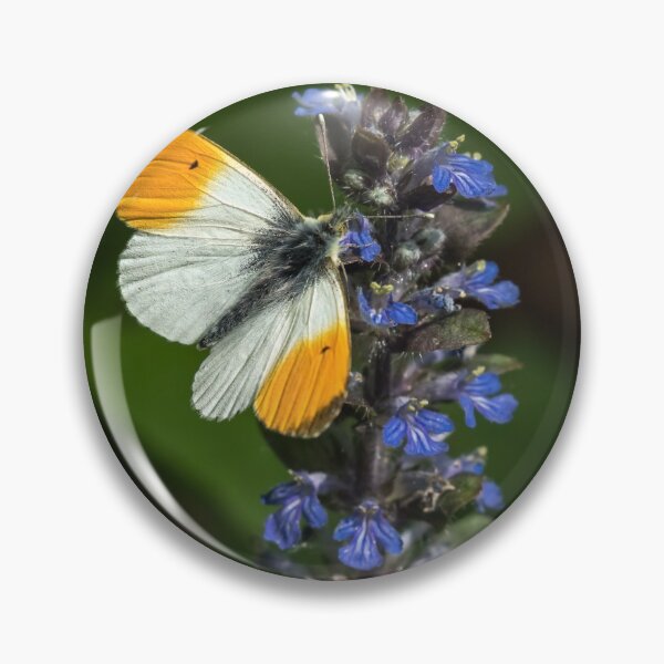 Item preview, Orange tip butterfly on Ajuga reptans designed and sold by Stefan Rotter.