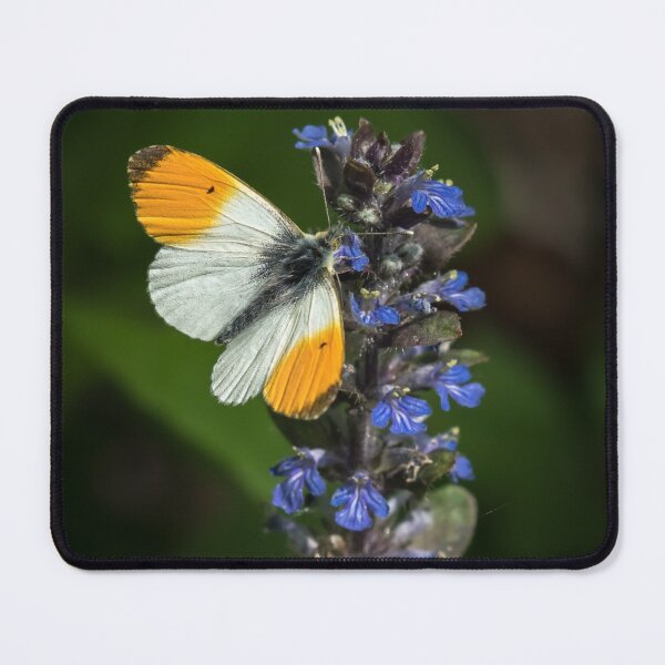 Item preview, Orange tip butterfly on Ajuga reptans designed and sold by Stefan Rotter.