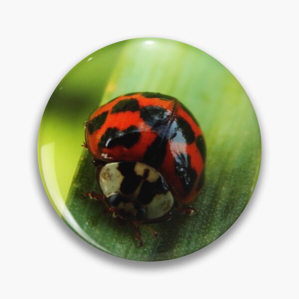 Item preview, Ladybird on a Blade of Grass designed and sold by paulaaa2001.