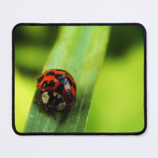 Item preview, Ladybird on a Blade of Grass designed and sold by paulaaa2001.