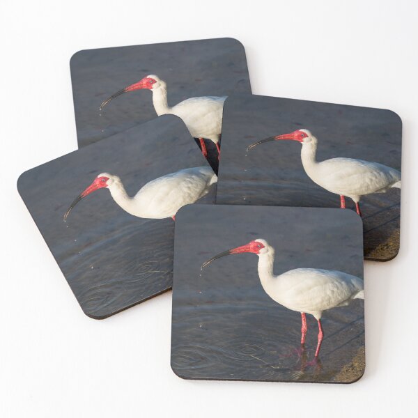 Item preview, Bebida de ibis blanco americano designed and sold by mljdwhite.