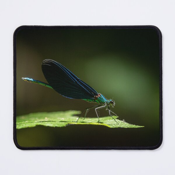 Item preview, A male beautiful demoiselle damselfly resting on a leaf designed and sold by Stefan Rotter.