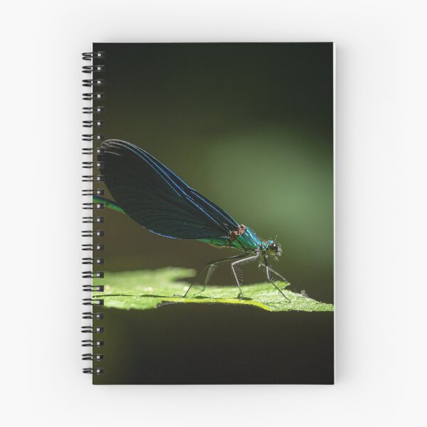 Item preview, A male beautiful demoiselle damselfly resting on a leaf designed and sold by Stefan Rotter.