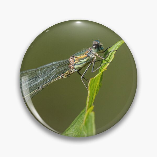 Item preview, A willow emerald damselfly resting on a leaf designed and sold by Stefan Rotter.