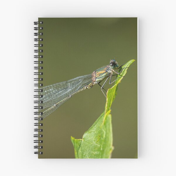 Item preview, A willow emerald damselfly resting on a leaf designed and sold by Stefan Rotter.