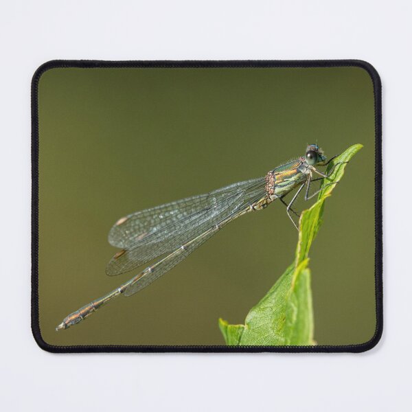 Item preview, A willow emerald damselfly resting on a leaf designed and sold by Stefan Rotter.