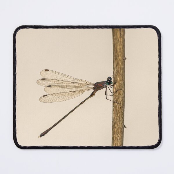 Item preview, An eastern willow spreadwing resting on a plant designed and sold by Stefan Rotter.