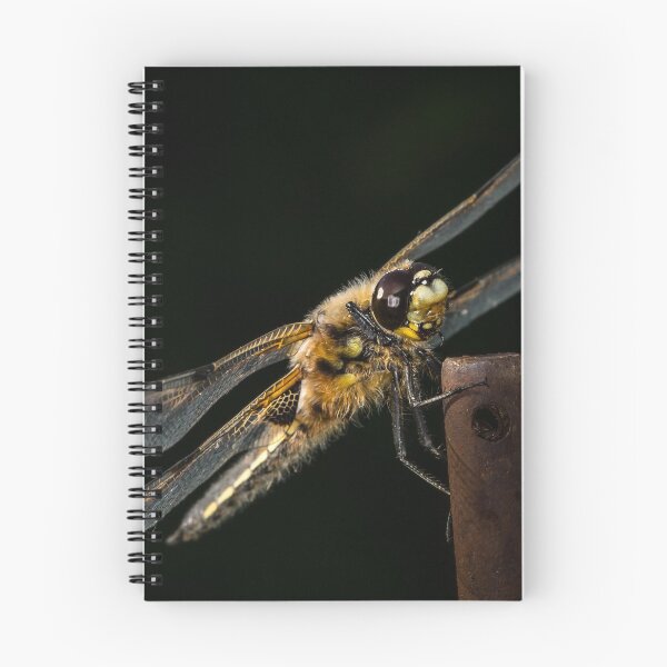 Item preview, Four-spotted chaser sitting on a rod designed and sold by Stefan Rotter.