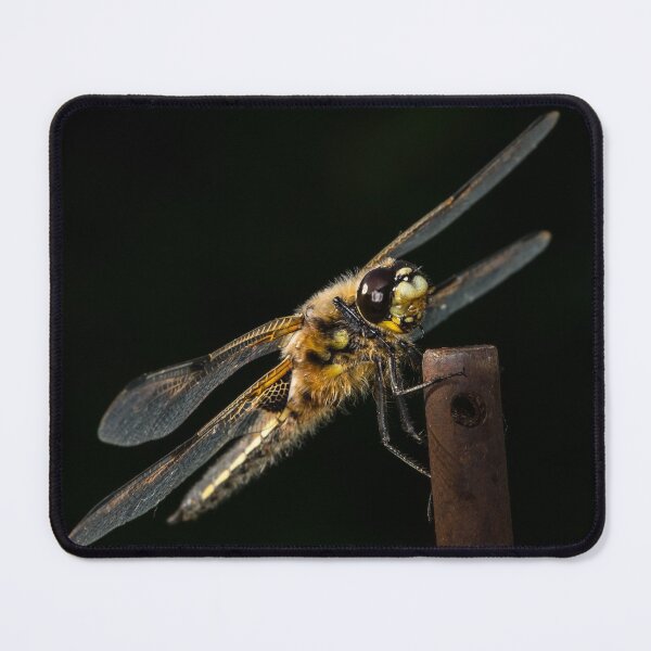 Item preview, Four-spotted chaser sitting on a rod designed and sold by Stefan Rotter.
