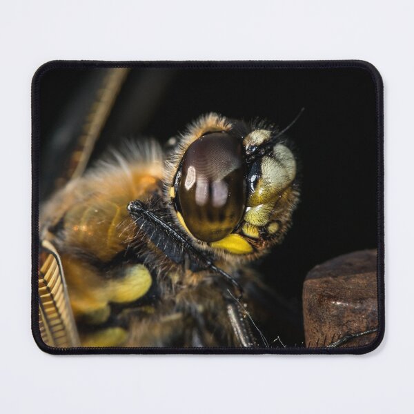 Item preview, Portrait of four-spotted chaser sitting on a rod designed and sold by Stefan Rotter.