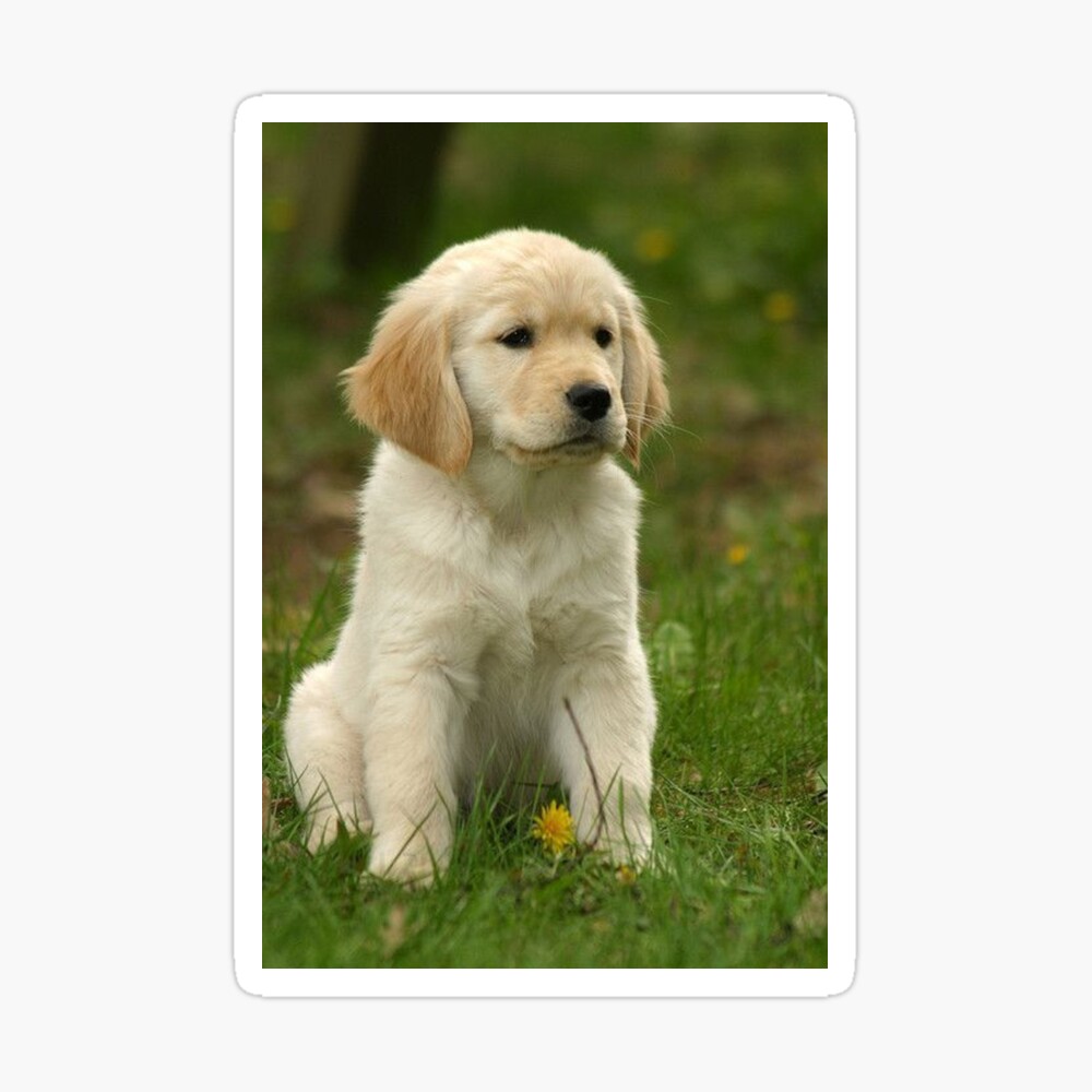 golden retriever puppy essentials