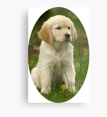 Cute Golden Retriever Puppy Metal Print
