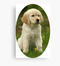 Cute Golden Retriever Puppy Canvas Print