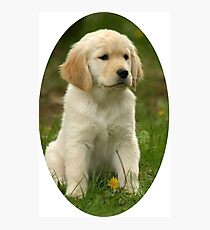 Cute Golden Retriever Puppy Photographic Print