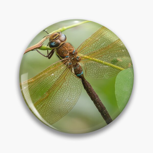 Item preview, A brown hawker dragonfly resting on a bush designed and sold by Stefan Rotter.