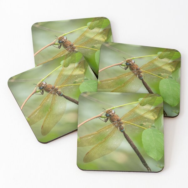 Item preview, A brown hawker dragonfly resting on a bush designed and sold by Stefan Rotter.