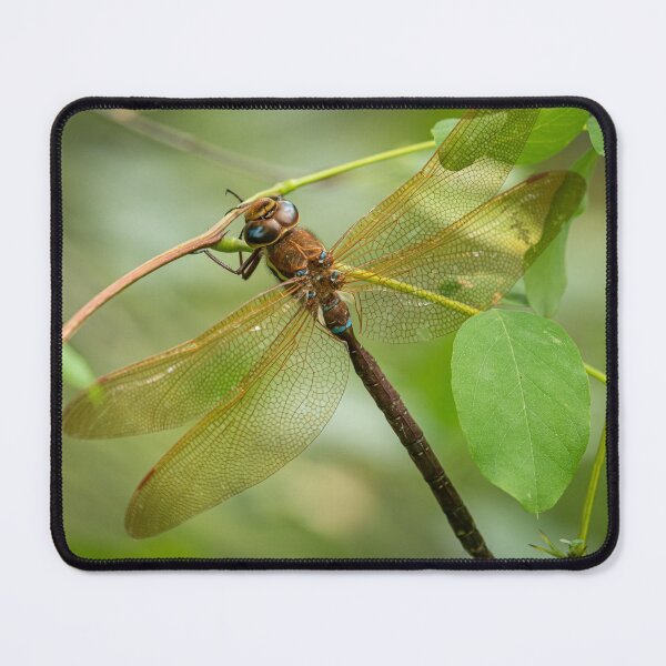 Item preview, A brown hawker dragonfly resting on a bush designed and sold by Stefan Rotter.
