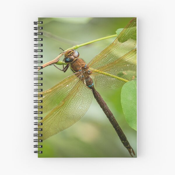 Item preview, A brown hawker dragonfly resting on a bush designed and sold by Stefan Rotter.