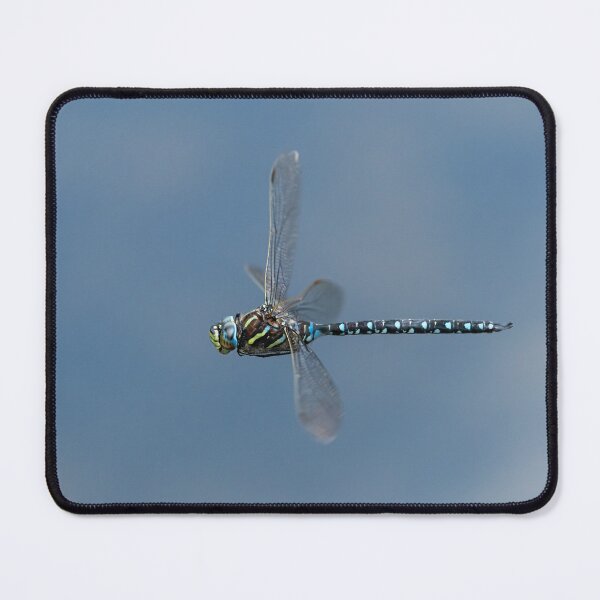 Item preview, A common hawker dragonfly in flight on a sunny day in summer designed and sold by Stefan Rotter.