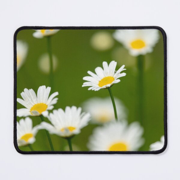 Item preview, oxeye daisies in a meadow designed and sold by Stefan Rotter.
