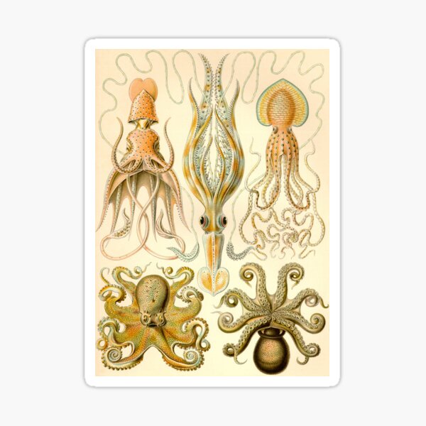 Item preview, Gamochonia - Ernst Haeckel designed and sold by billythekidtees.