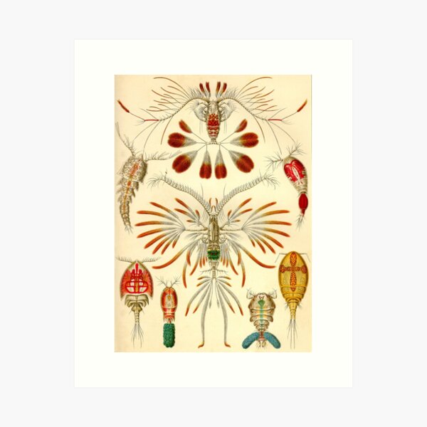 Item preview, Copepoda - Ernst Haeckel designed and sold by billythekidtees.