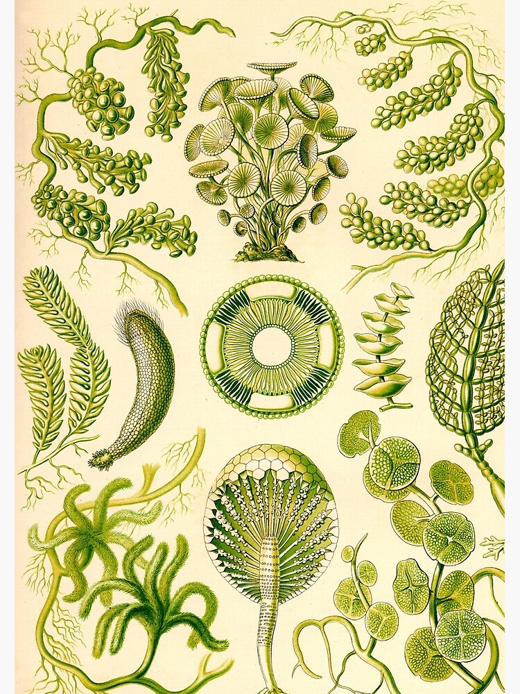 Siphoneae - Ernst Haeckel by billythekidtees