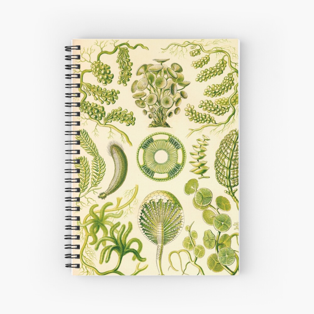 Siphoneae - Ernst Haeckel Spiral Notebook