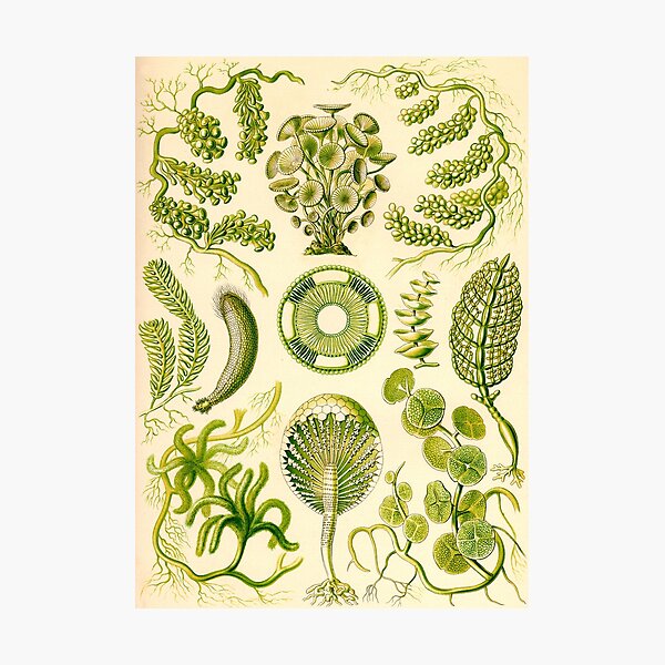 Item preview, Siphoneae - Ernst Haeckel  designed and sold by billythekidtees.