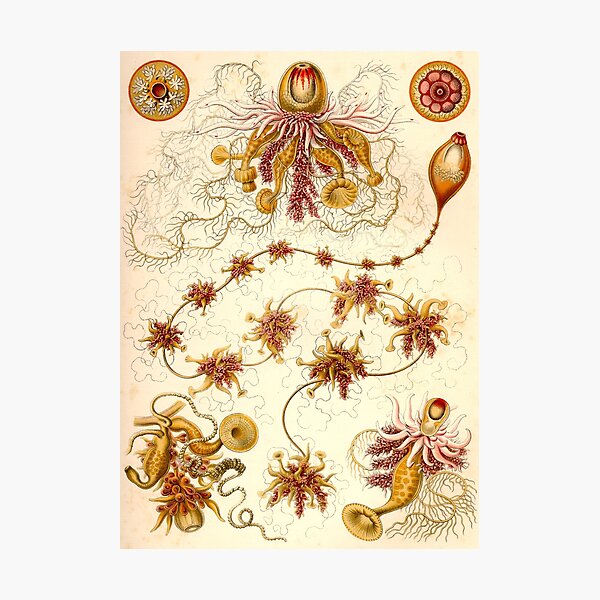 Item preview, Siphonophorae - Ernst Haeckel  designed and sold by billythekidtees.