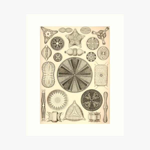 Item preview, Diatomea - Ernst Haeckel  designed and sold by billythekidtees.