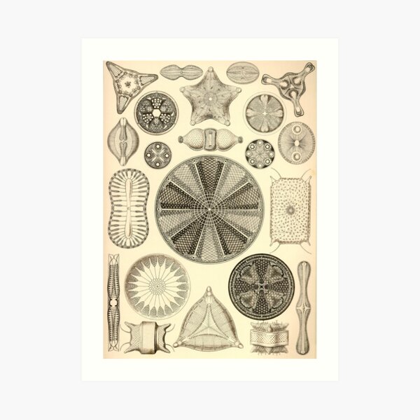 Diatomea - Ernst Haeckel Art Print