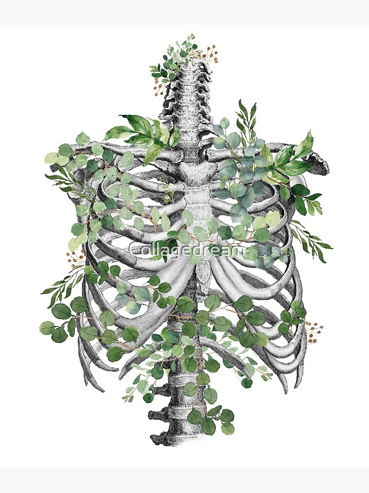Thumbnail 3 von 3, Fotodruck, Brustkorb, Brustkorb, Anatomie Skelett Eukalyptusblätter designt und verkauft von Collagedream.