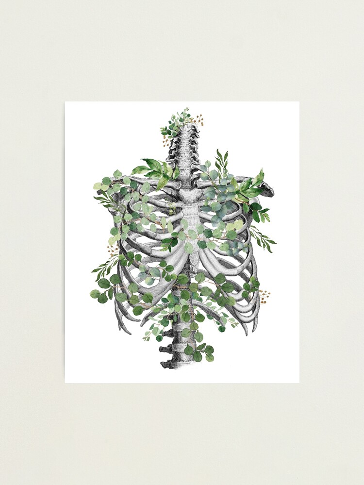 Thumbnail 1 von 3, Fotodruck, Brustkorb, Brustkorb, Anatomie Skelett Eukalyptusblätter designt und verkauft von Collagedream.