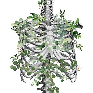 Vorschaubild zum Design Brustkorb, Brustkorb, Anatomie Skelett Eukalyptusblätter von Collagedream