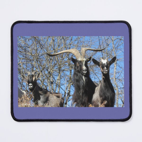 Item preview, 3 goats designed and sold by AHELENE.