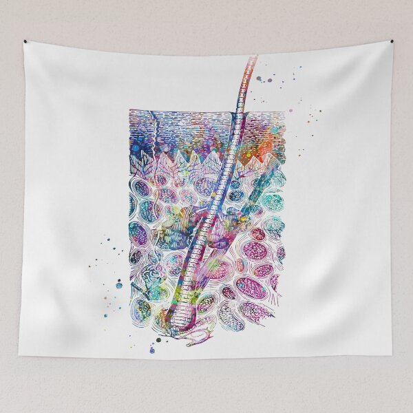 Item preview, Skin Epidermis Section Showing Hair Growth designed and sold by EvasDreams.