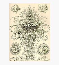 Siphonophorae - Ernst Haeckel Photographic Print