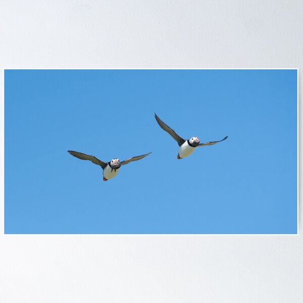 Item preview, puffins flying with sand eels in beaks designed and sold by Kay Roxby.
