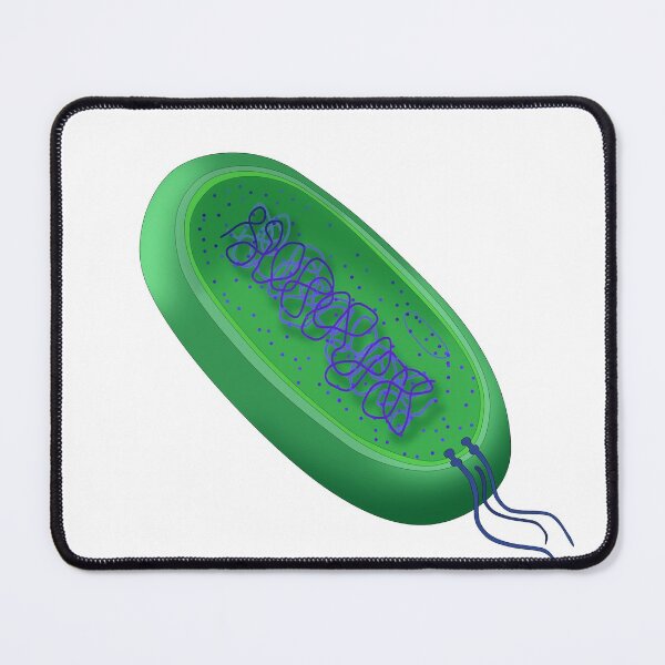 Item preview, Illustration of a Typical Bacterium designed and sold by ScienceSource.